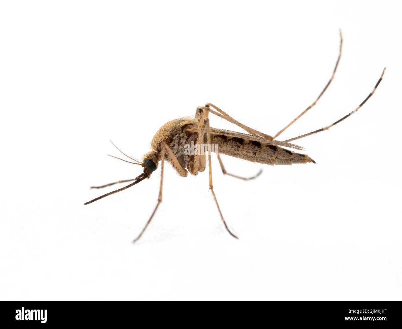 Vue latérale d'un moustique côtier femelle, Aedes dorsalis, isolé sur blanc. Ladner, Delta, Colombie-Britannique, Canada Banque D'Images