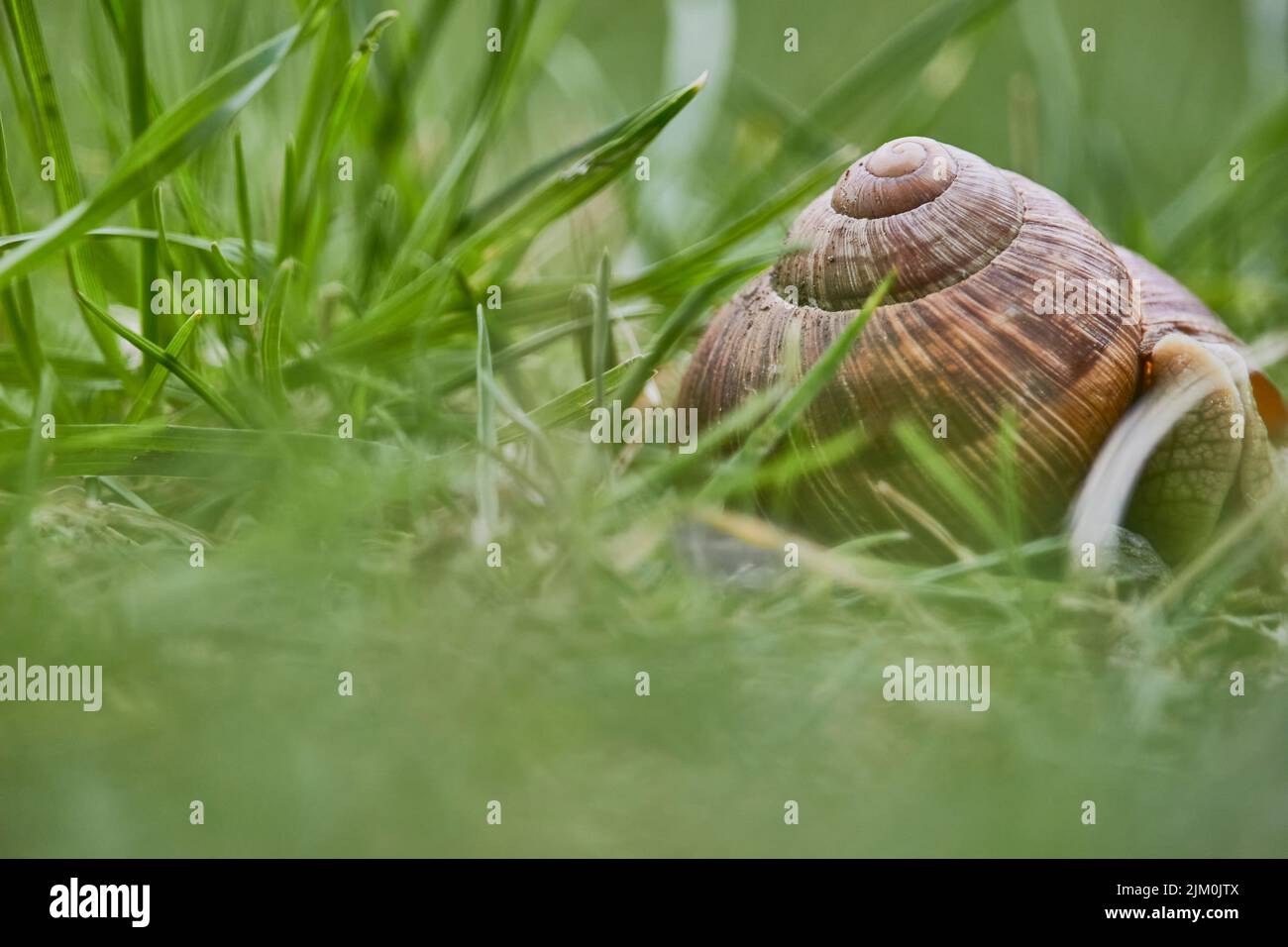 Un gros plan d'un escargot de coquillages sur la terre d'herbe verte i la forêt Banque D'Images