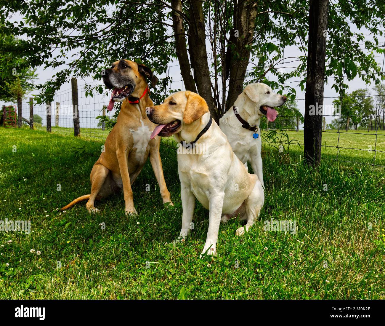 Vue de deux chiens Labrador Retriever et Boerboel assis ensemble près de l'arbre dans le parc Banque D'Images