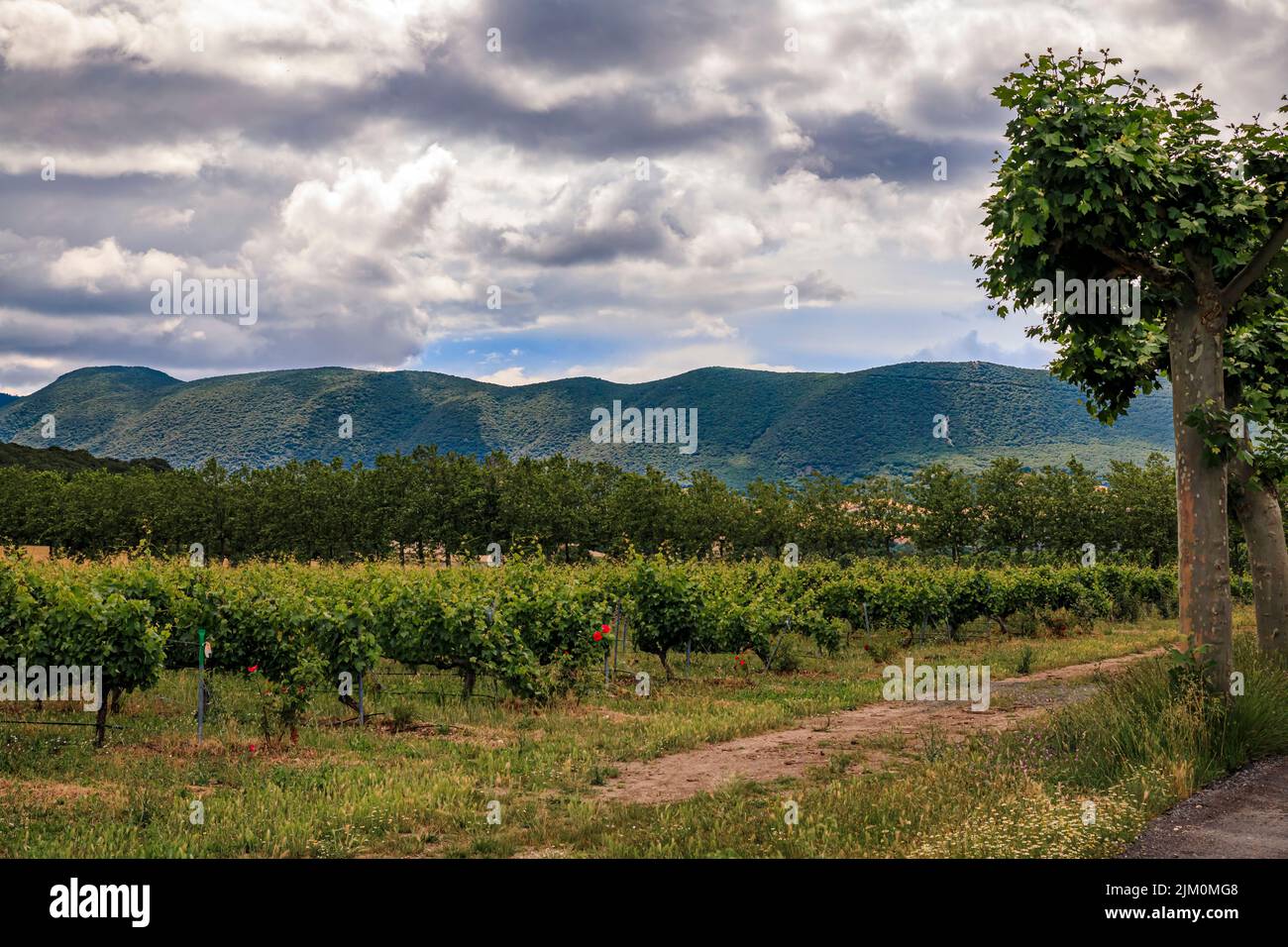 Vignobles dans une belle vallée près de Pampelune dans le nord de l'Espagne, entouré par la Sierra del Perdon par une journée nuageux Banque D'Images