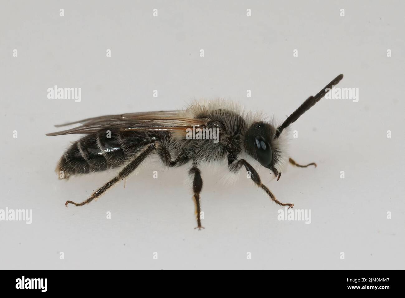 Gros plan détaillé sur une abeille mâle barbu à poil blanc, Andrena barbilabris sur fond blanc Banque D'Images