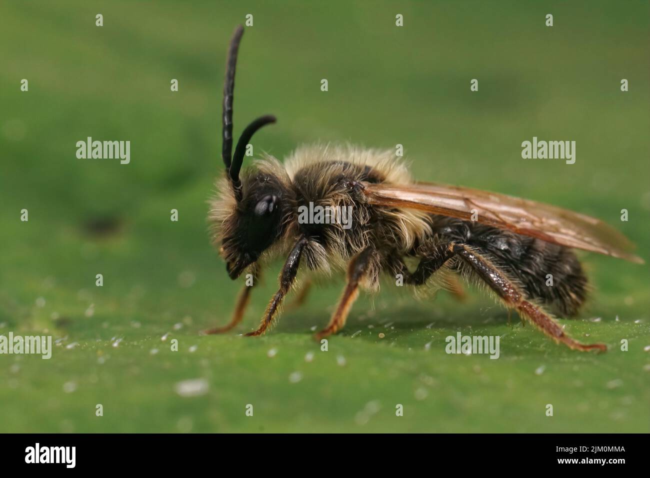 Gros plan latéral détaillé sur une abeille minière mâle à bâbord gris, Andrena tibialis, assise sur une feuille verte Banque D'Images