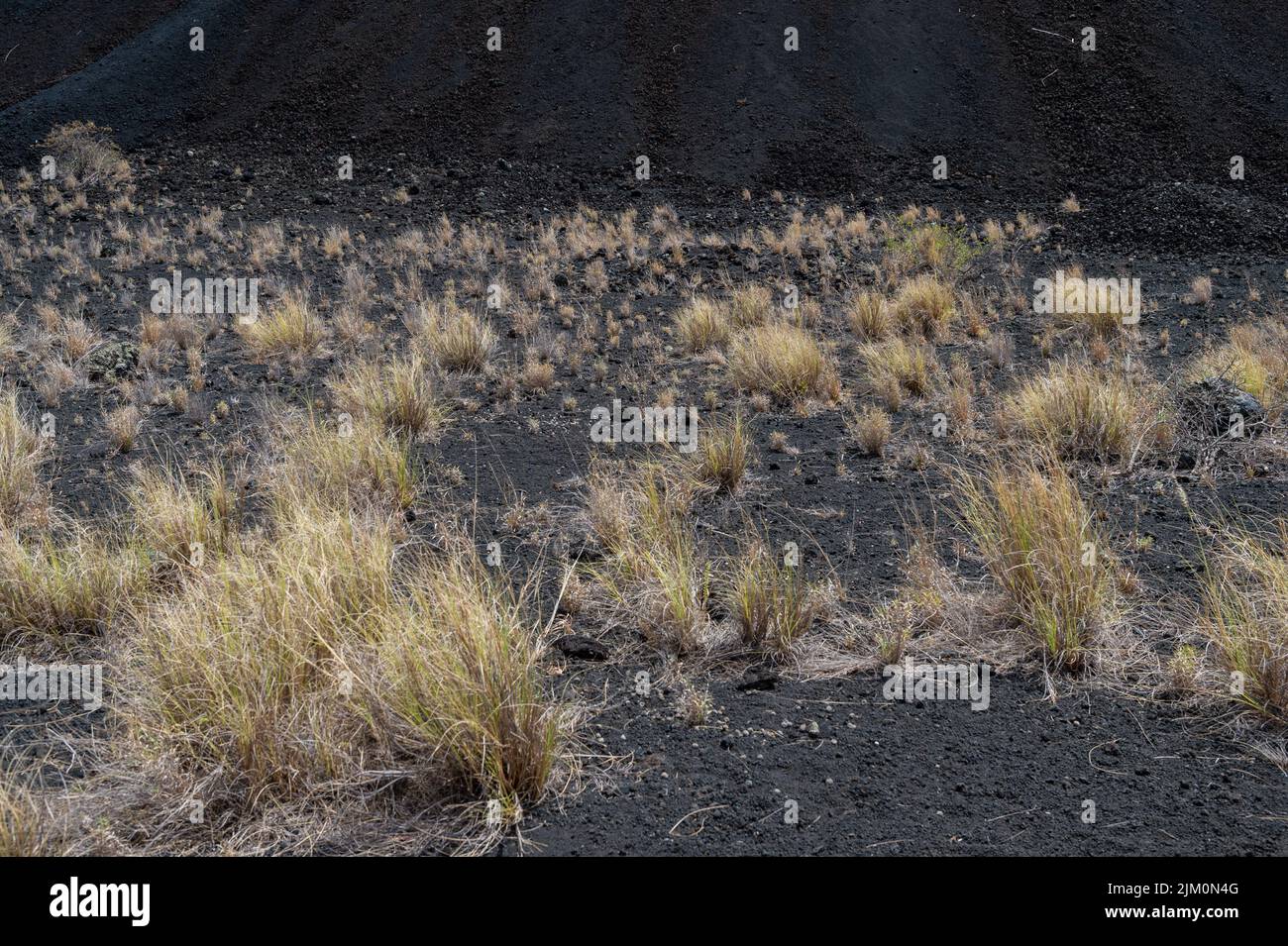 Paysage volcanique et plantes adaptées dans le parc national de Tsavo West, Kenya, Afrique Banque D'Images