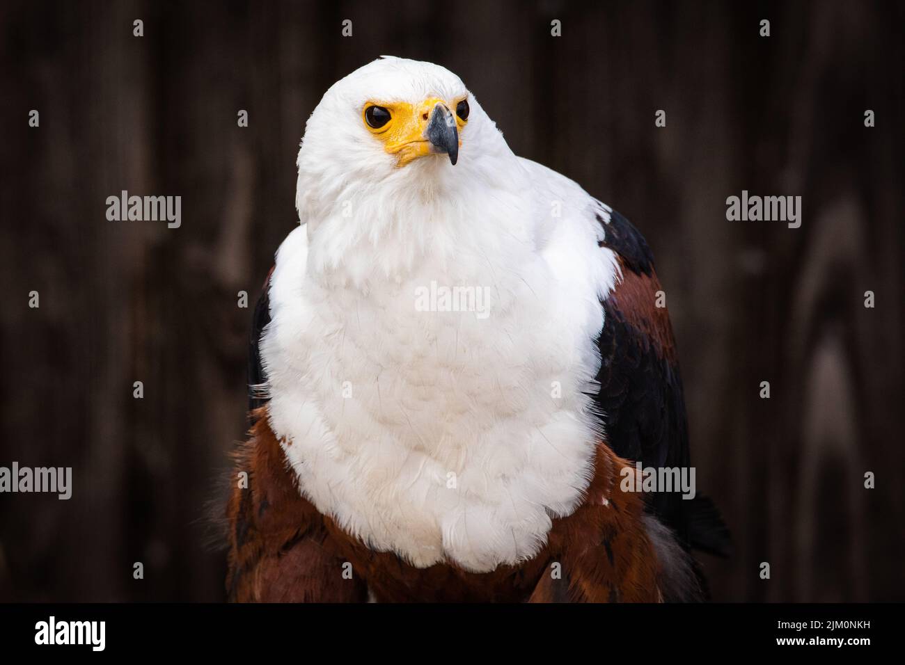 Un cliché de mise au point peu profonde d'un aigle à tête blanche sur un arrière-plan brun flou Banque D'Images