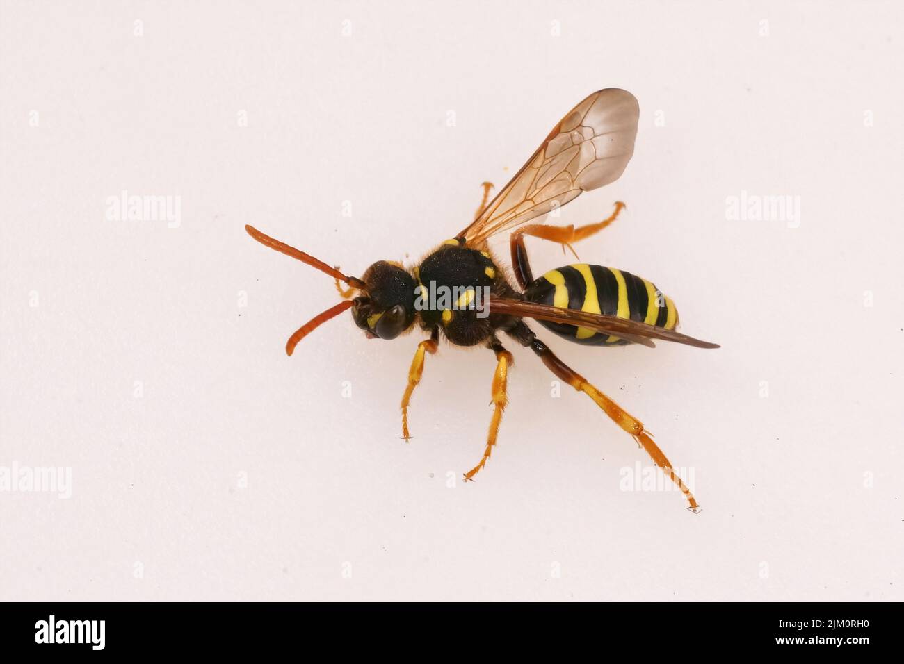 Gros plan sur une abeille nomade noire et blanche de Gooden, Nomada goodeniana contre un backgrund blanc Banque D'Images