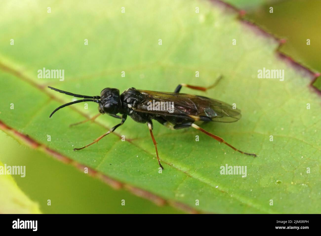Gros plan sur une mouche à rosier à bandes blanches ou à boucles, Allantus cintus assis sur une feuille de sa plante hôte dans le jardin Banque D'Images
