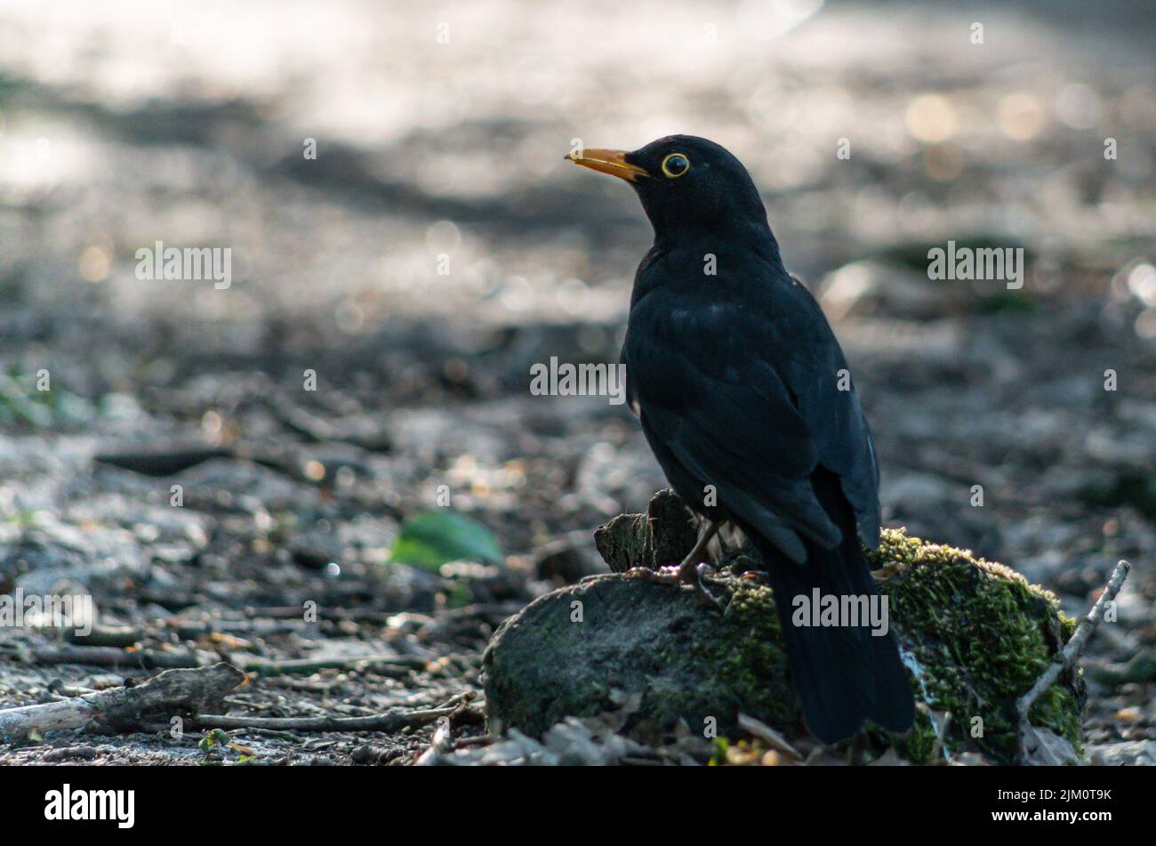 Un gros plan d'un blackbird assis sur un rocher au sol Banque D'Images