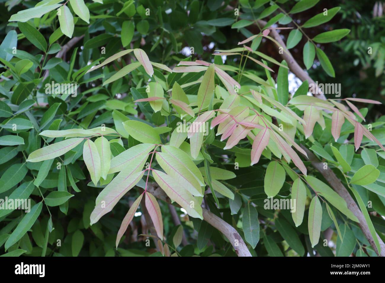 Acajou africain (Khaya senegalensis) sur l'île Éléphantine à Assouan Banque D'Images