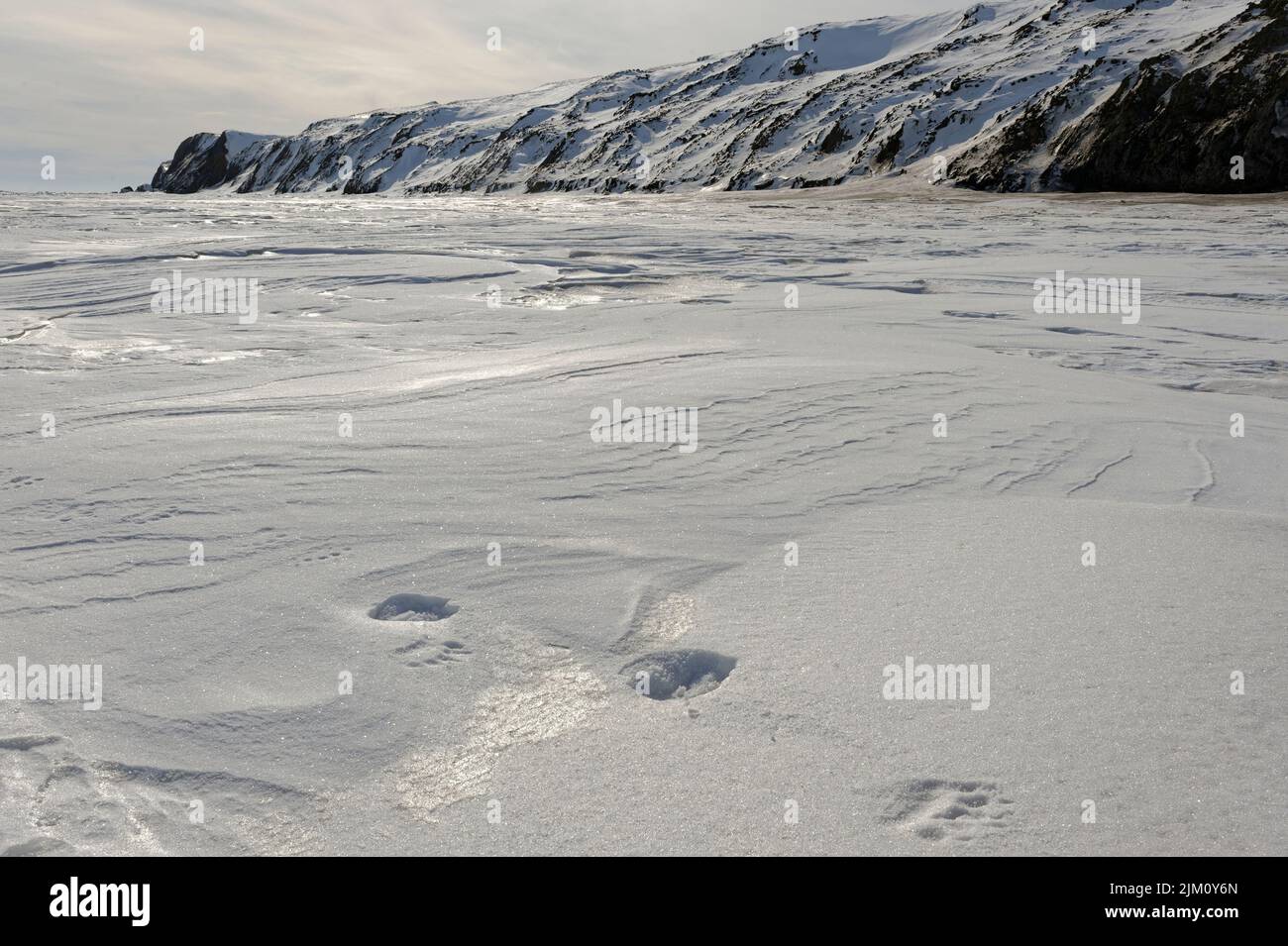 Pistes d'ours polaires sur la neige au parc territorial de l'île Herschel de Qikiqtaruk, sur la côte nord du Yukon. Mer de Beaufort du Canada à la fin de l'hiver Banque D'Images