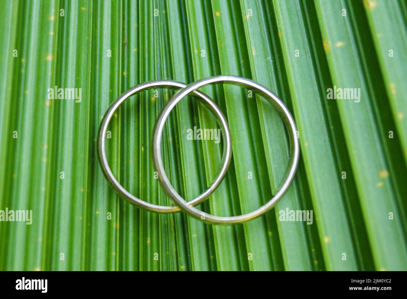 Un gros plan de bracelets métalliques sur une feuille verte Banque D'Images