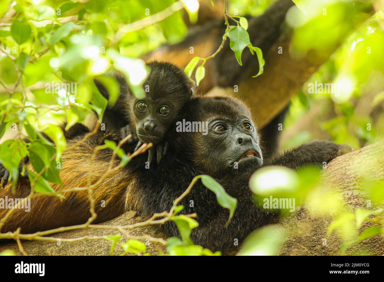 Un sélectif d'un gorille sur un arbre Banque D'Images