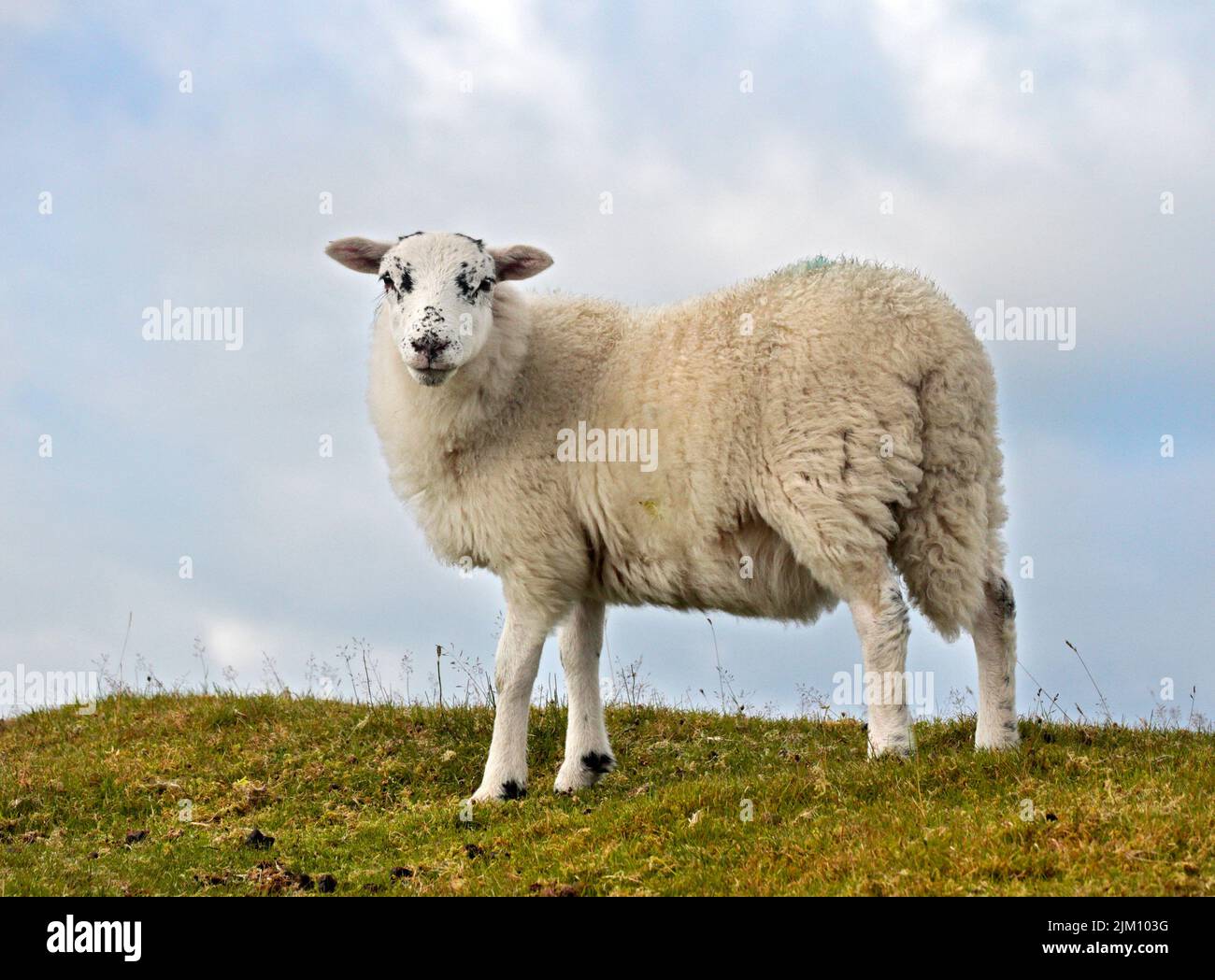 White Sheep, Minera Mountain, près de Wrexham, pays de Galles Banque D'Images