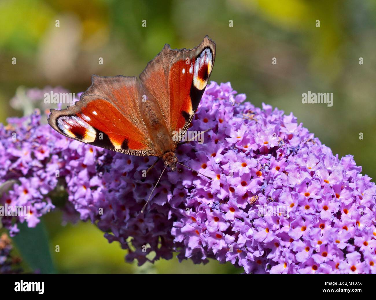 Peacock Butterfly (inachis io) sur Buddleia, pays de Galles Banque D'Images