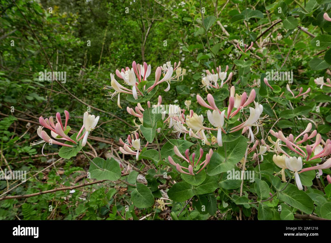 Arbuste de Lonicera caprifolium en fleur Banque D'Images