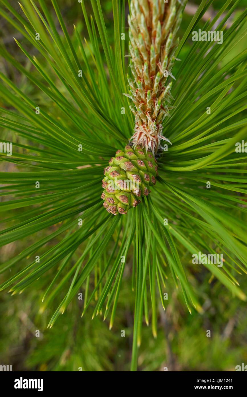 Vue rapprochée de la branche de Pinus nigra Banque D'Images