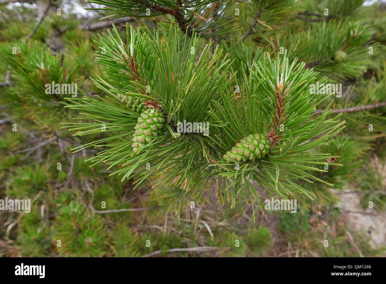 Vue rapprochée de la branche de Pinus nigra Banque D'Images