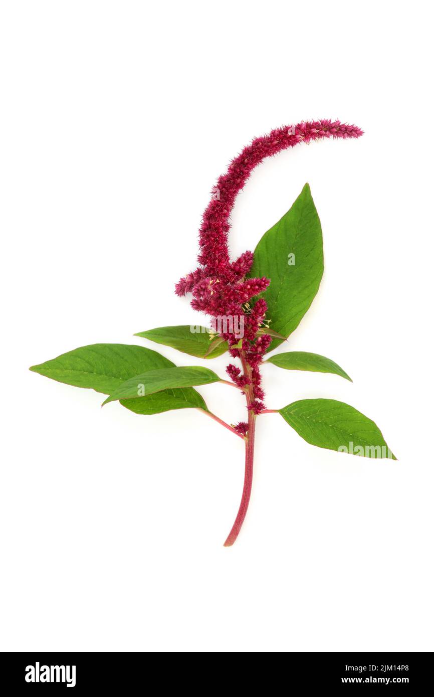 Plante d'Amaranthus avec graine d'amaranth de fleur rouge. Aliments santé très nutritifs, sans gluten, riches en protéines, minéraux, vitamines et antioxydants. Banque D'Images