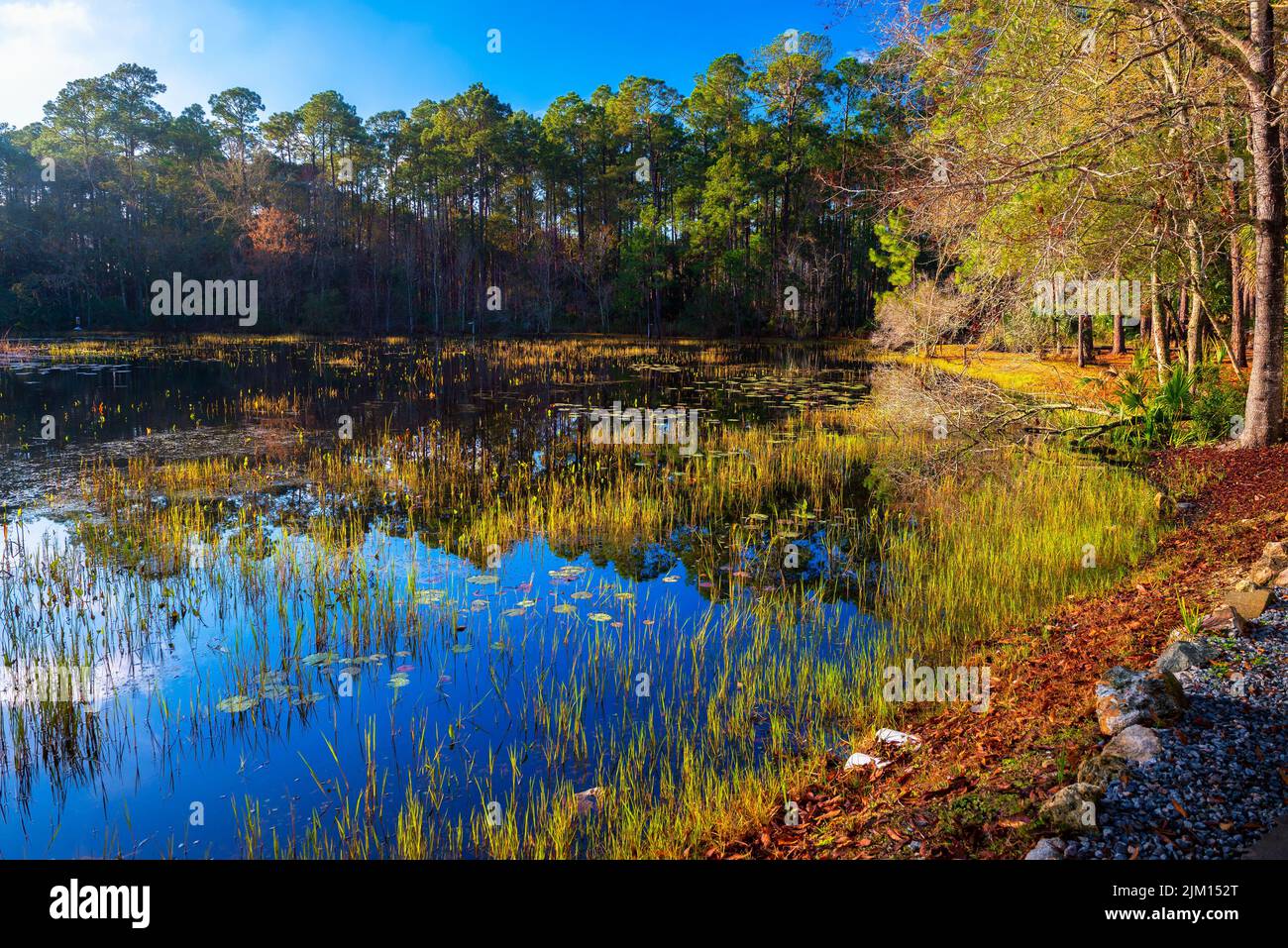 Réserve naturelle nationale de St. Marks au lever du soleil en Floride Banque D'Images