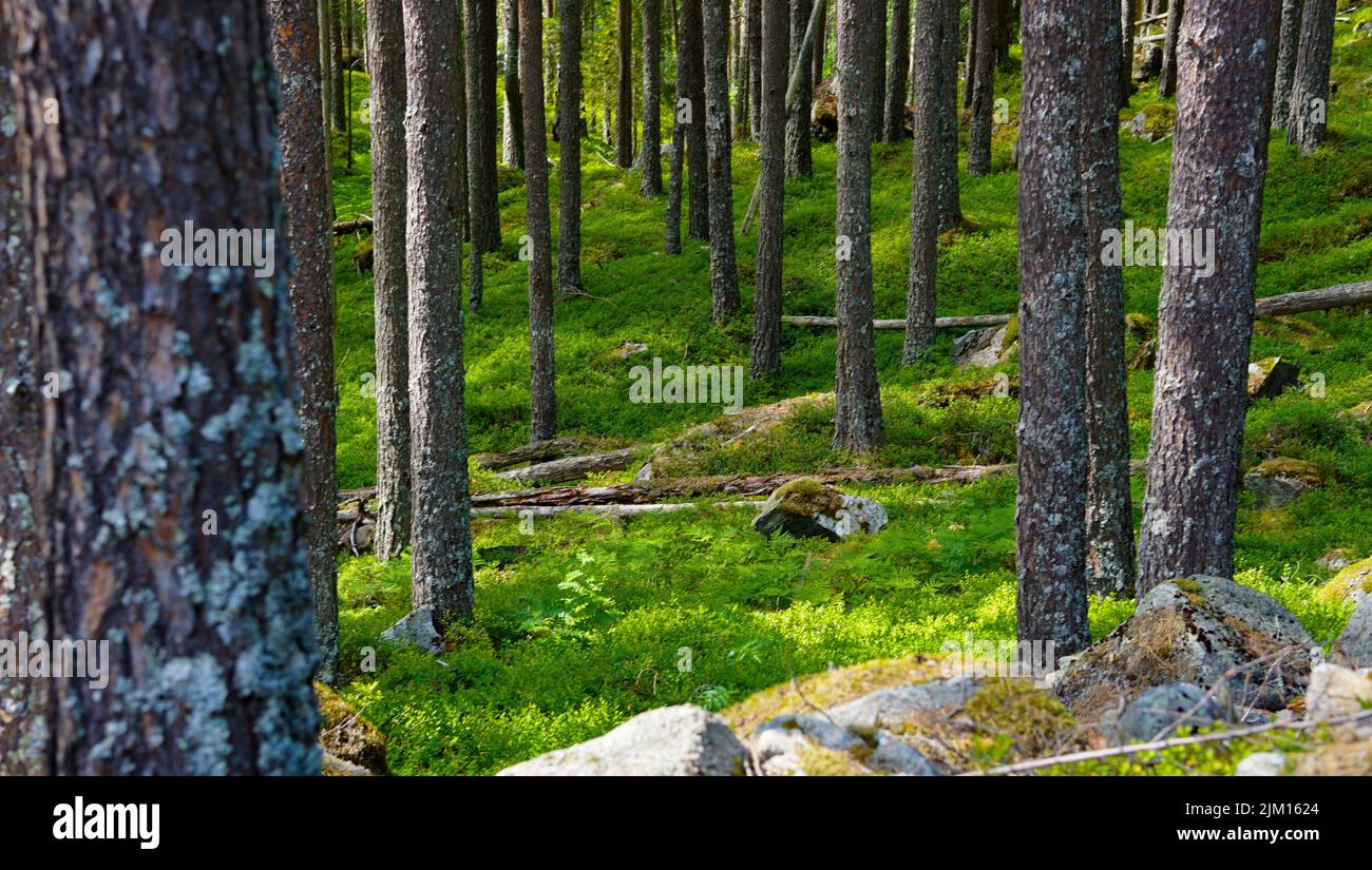 Tranquil Woodland : Forêt verte luxuriante avec des arbres paisibles et une beauté naturelle Banque D'Images