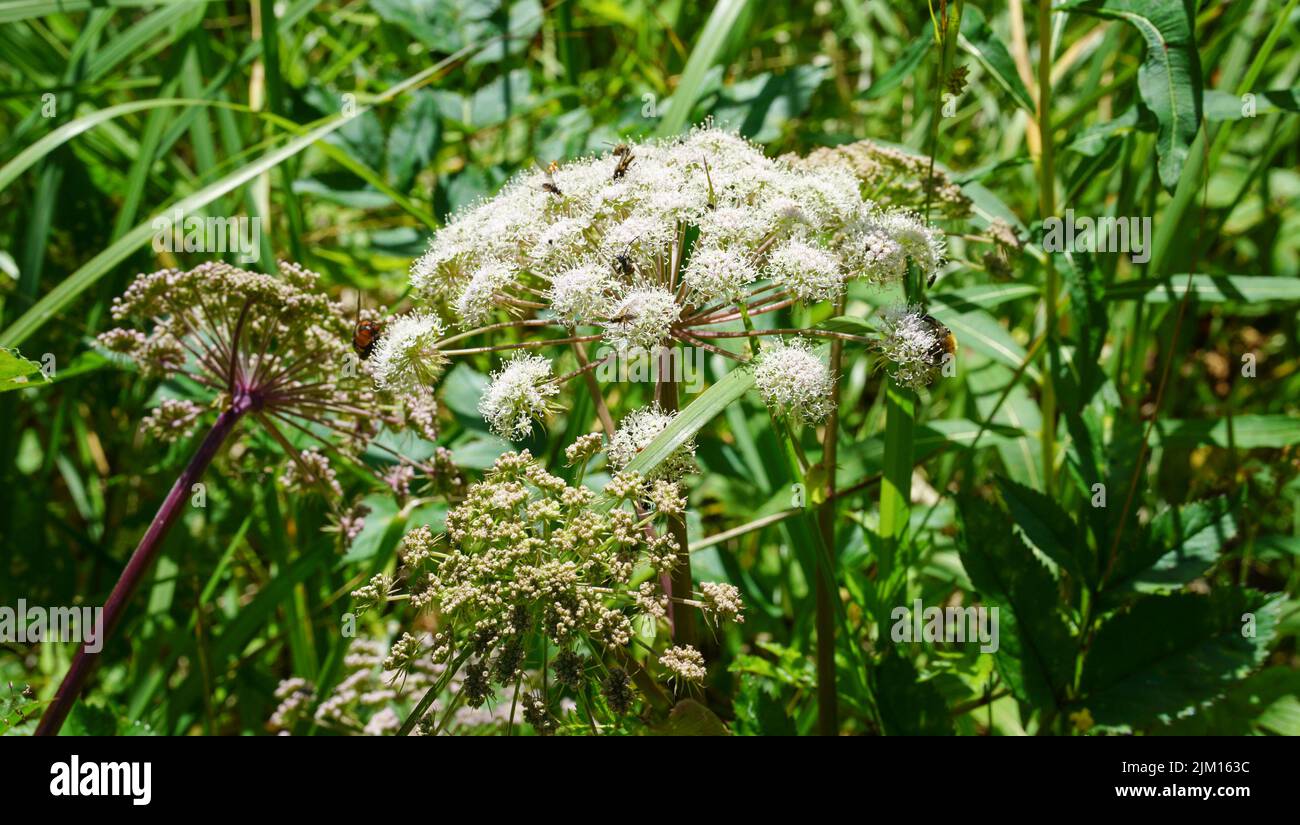 Persil de vache en fleurs dans la nature verte fraîche Banque D'Images