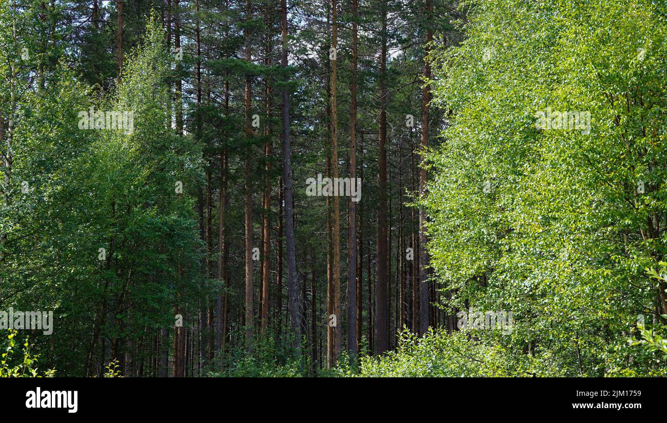 Belle journée d'été en Norvège Forrest avec la nature verte remplir avec de grands arbres dans le fond Banque D'Images