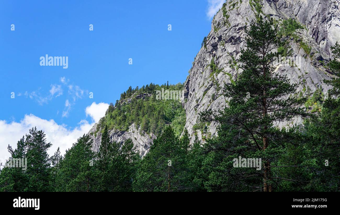 De grandes collines cachées derrière un parrest vert frais avec un ciel bleu dans la nature de paysage d'arrière-plan Banque D'Images