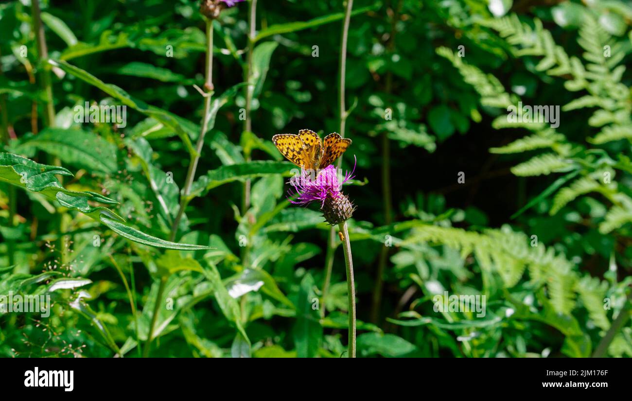 Papillon jaune et fleur pourpre dans la nature profonde de la forêt pendant la chaude saison d'été dans la campagne norvégienne Banque D'Images