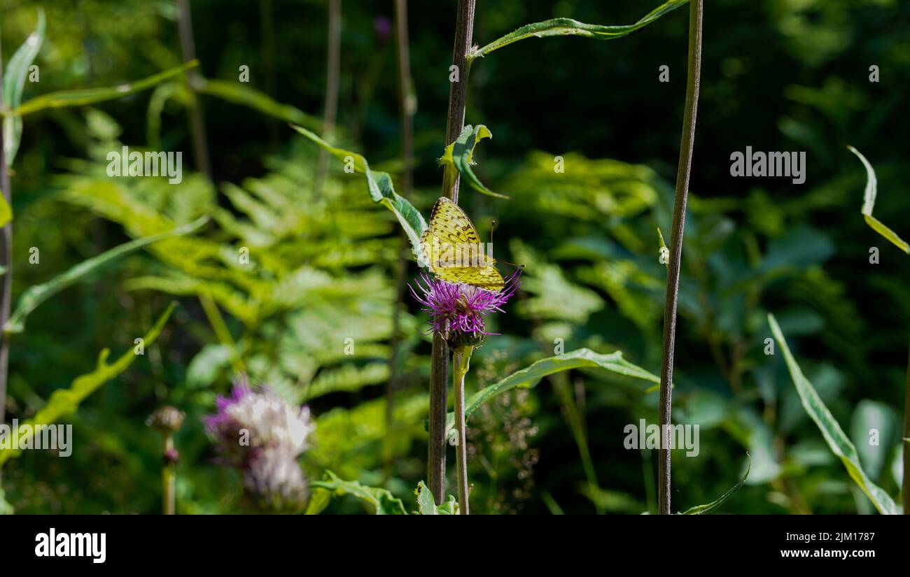 Papillon jaune et fleur pourpre dans la nature profonde de la forêt pendant la chaude saison d'été dans la campagne norvégienne Banque D'Images