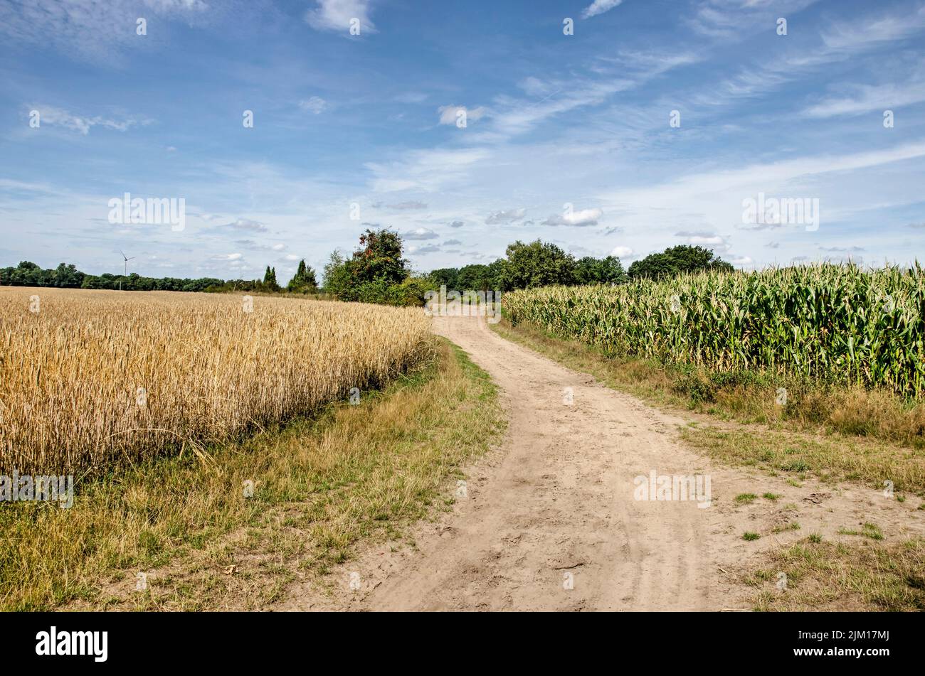 Route de terre sinueuse entre un champ de maïs et un champ de blé près de Münster, en Allemagne, un jour ensoleillé en été Banque D'Images