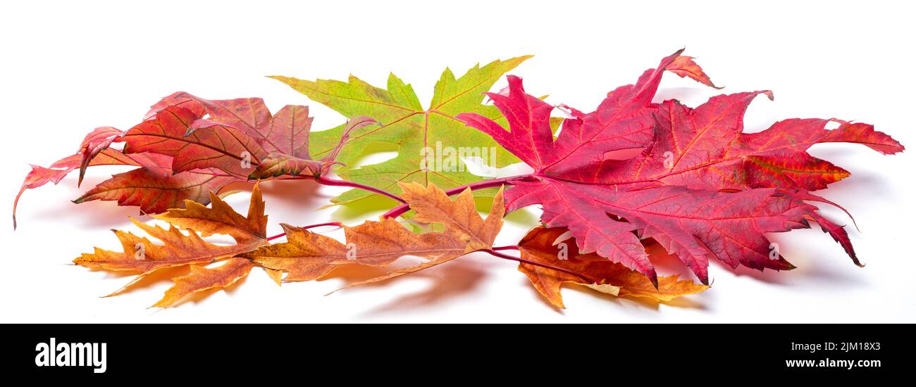 Tas horizontal de feuilles d'érable d'automne colorées isolées sur fond blanc. Super décor pour les mises en page publicitaires. De nombreuses feuilles d'automne. Banque D'Images