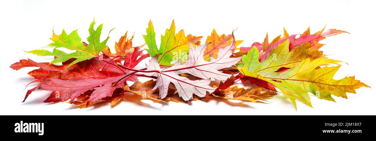 Tas horizontal de feuilles d'érable d'automne colorées isolées sur fond blanc. Super décor pour les mises en page publicitaires. De nombreuses feuilles d'automne. Banque D'Images