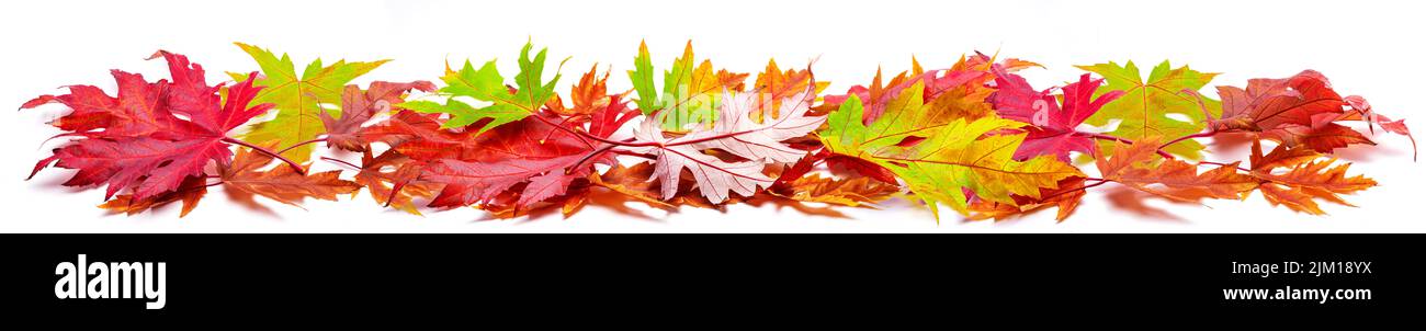 Tas horizontal de feuilles d'érable d'automne colorées isolées sur fond blanc. Super décor pour les mises en page publicitaires. De nombreuses feuilles d'automne. Banque D'Images