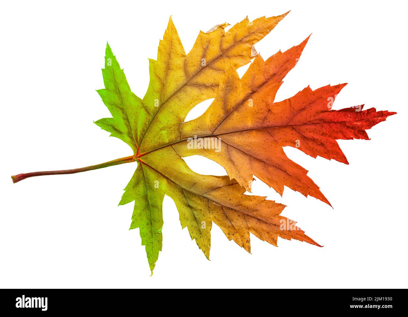 Une feuille d'érable d'automne avec des couleurs arc-en-ciel isolées sur fond blanc. Masque. Banque D'Images