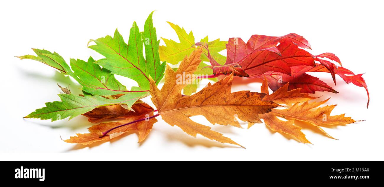 Tas horizontal de feuilles d'érable d'automne colorées isolées sur fond blanc. Super décor pour les mises en page publicitaires. De nombreuses feuilles d'automne. Banque D'Images