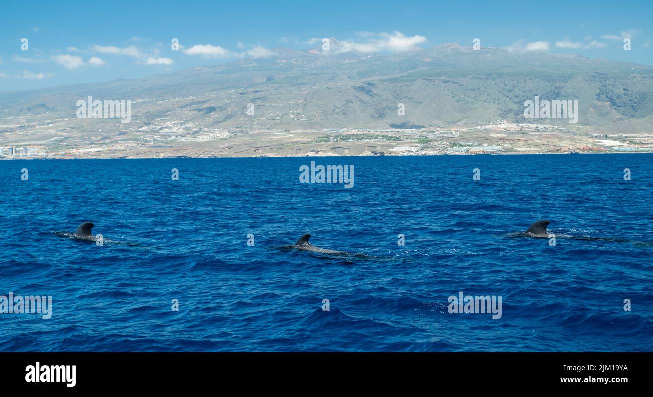 Vue sur l'île de Ténérife depuis l'océan. Les baleines pilotes dans l'eau sont au premier plan. Banque D'Images