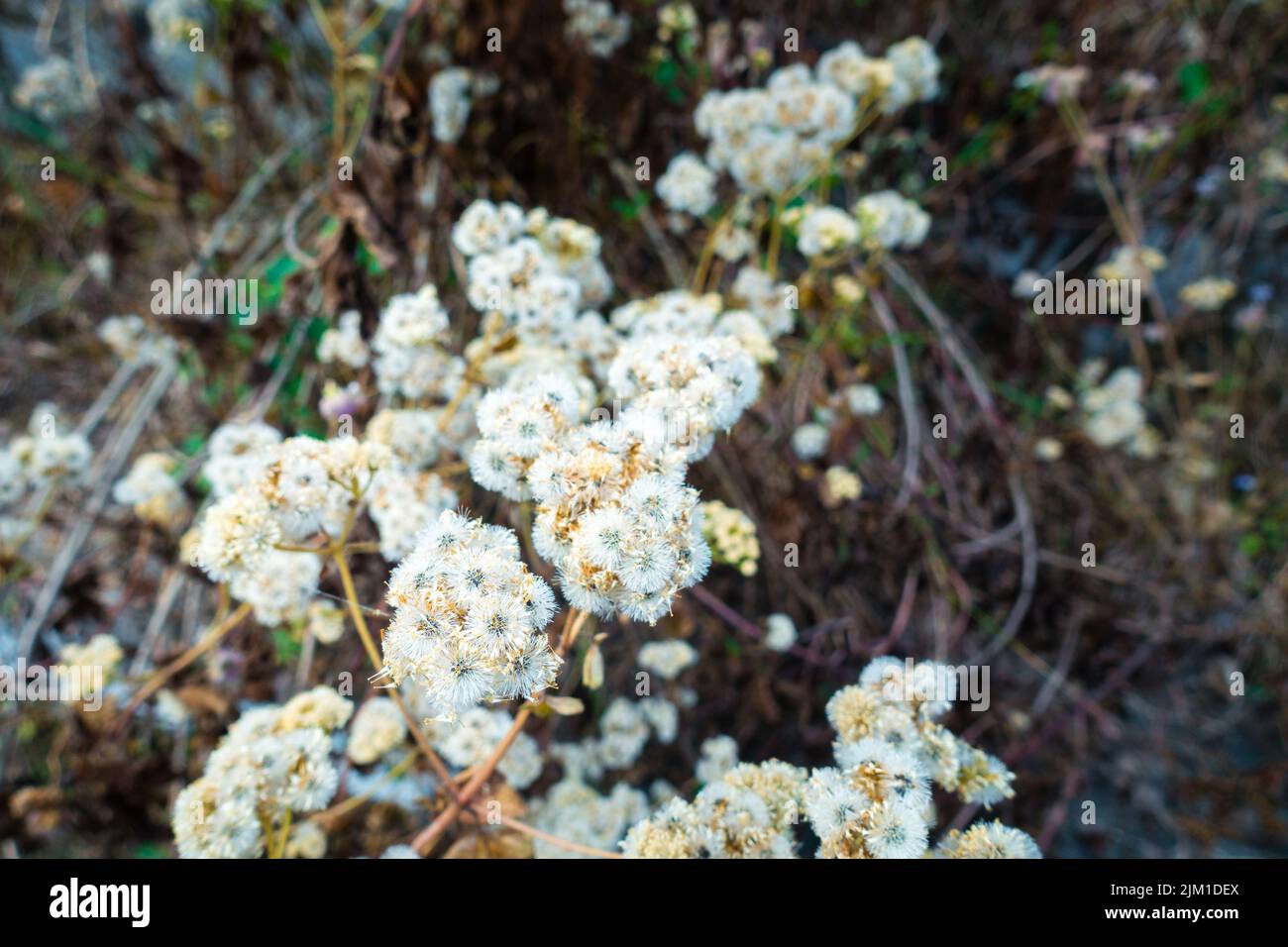 Le Petasites frigidus, le pied-de-Cordière arctique ou butterbur arctique, est une espèce de plantes à fleurs de la famille des Asteraceae. Uttarakhand Inde. Banque D'Images