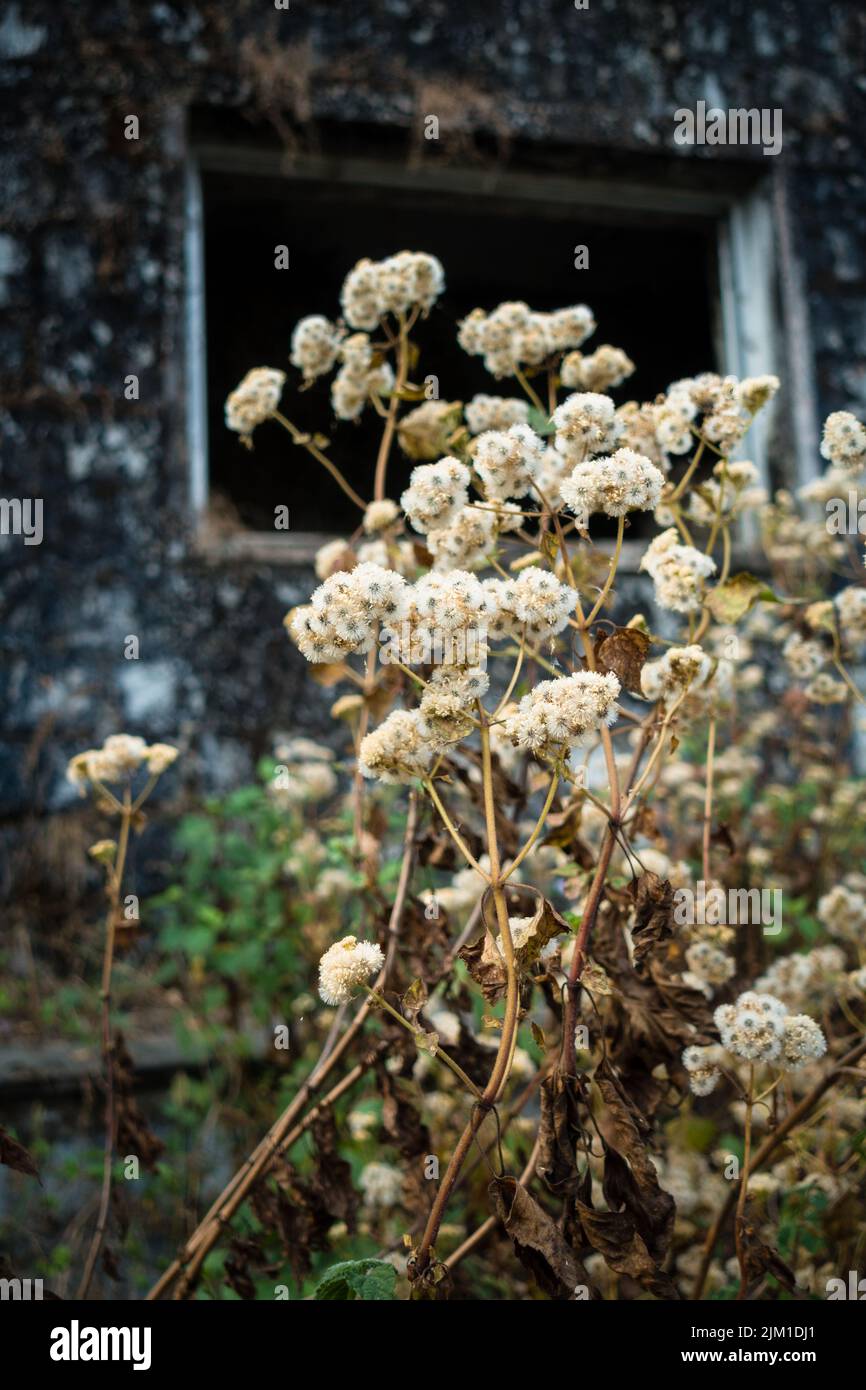Le Petasites frigidus, le pied-de-Cordière arctique ou butterbur arctique, est une espèce de plantes à fleurs de la famille des Asteraceae. Uttarakhand Inde. Banque D'Images
