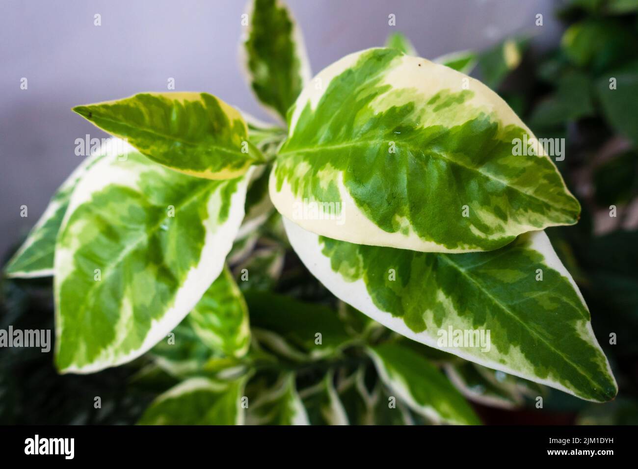 Un gros plan de Pedilanthus, Euphorbia tithymaloides plante poussant dans un pot de fleur dans un ménage indien comme une plante décorative. Banque D'Images