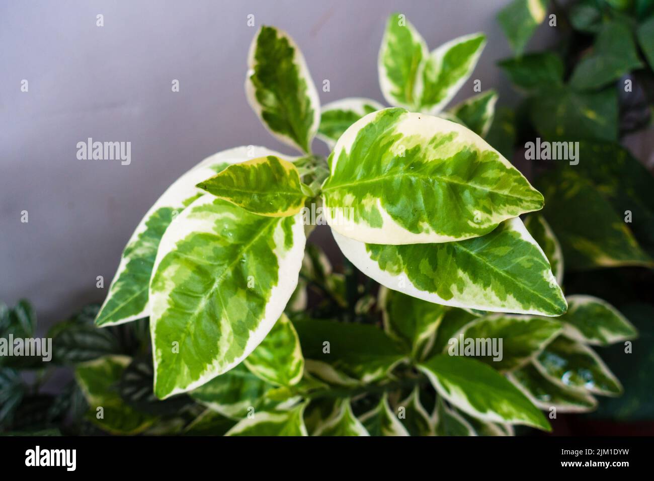Un gros plan de Pedilanthus, Euphorbia tithymaloides plante poussant dans un pot de fleur dans un ménage indien comme une plante décorative. Banque D'Images