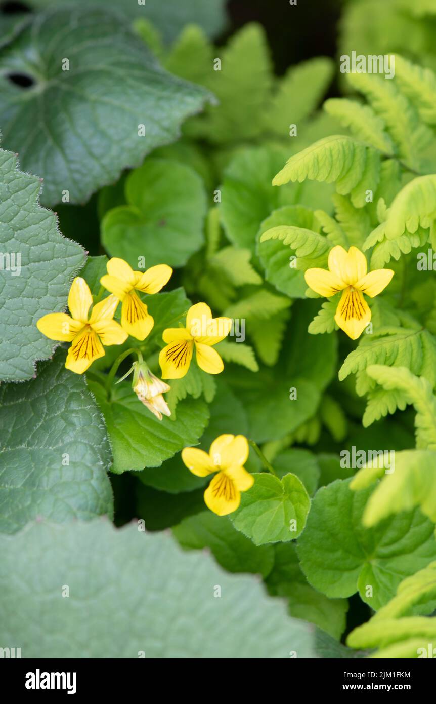 Violet de bois jaune : alto biflora. Alpes suisses, Suisse. Banque D'Images