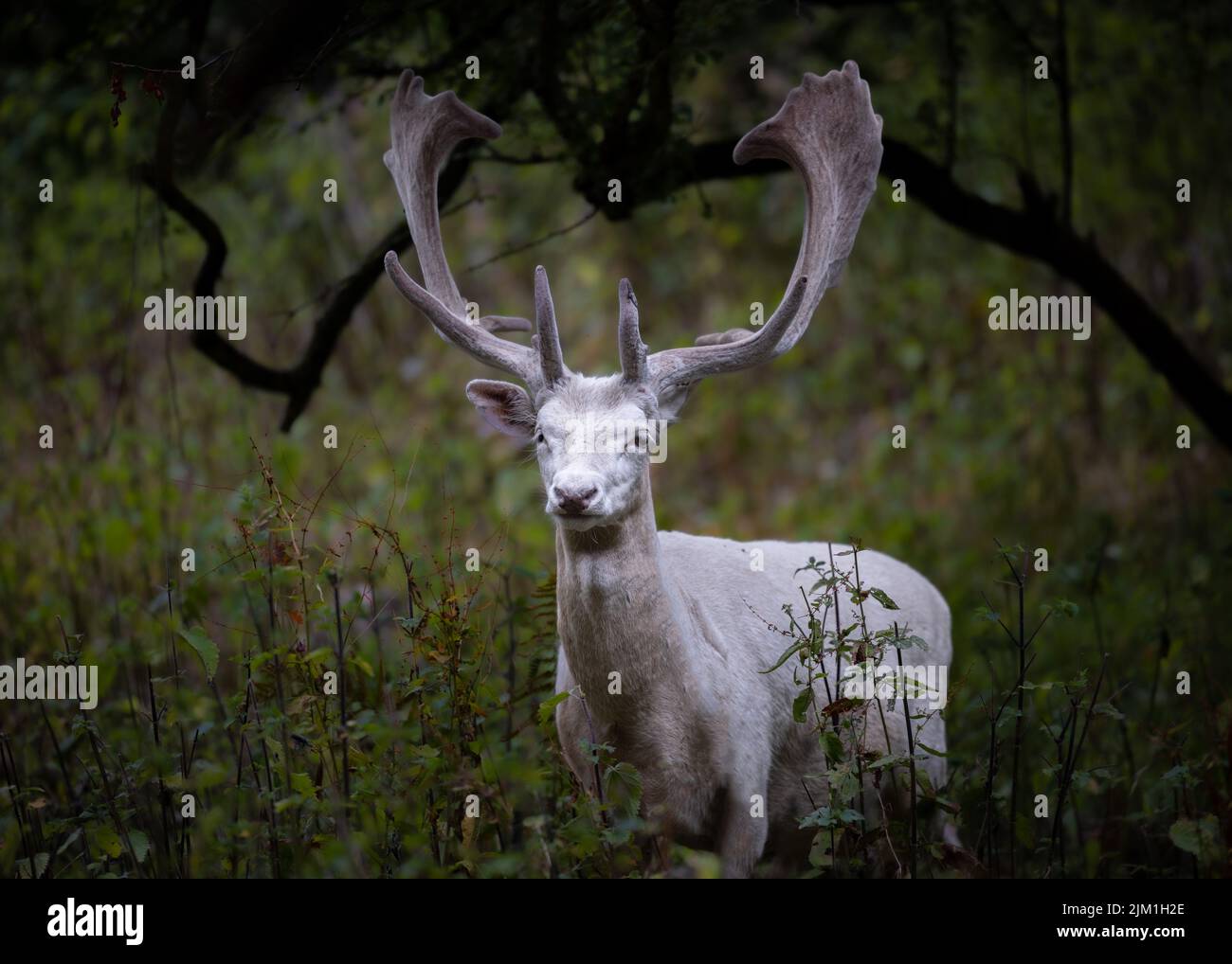 Royaume-Uni Deer Banque D'Images