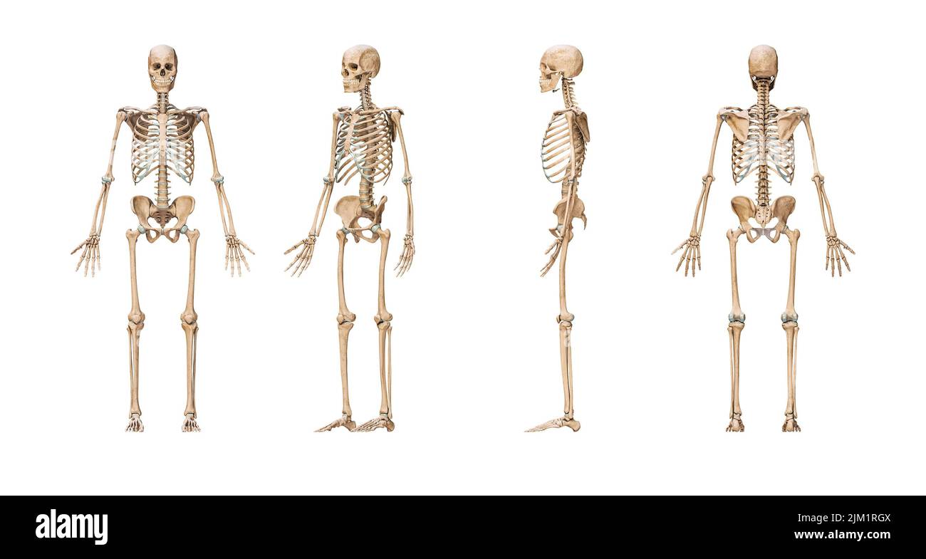 Système squelettique humain précis avec squelette mâle adulte isolé sur fond blanc 3D illustration de rendu. Vue antérieure, latérale et postérieure. Banque D'Images