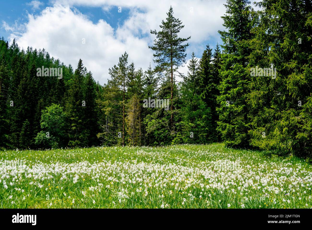 Österreich, Niederösterreich, Narzissenblüte (Narcissus radiiflorus) beim Krumbachsattel an der L 101 zwischen Gscheid und Ulreichsberg Banque D'Images