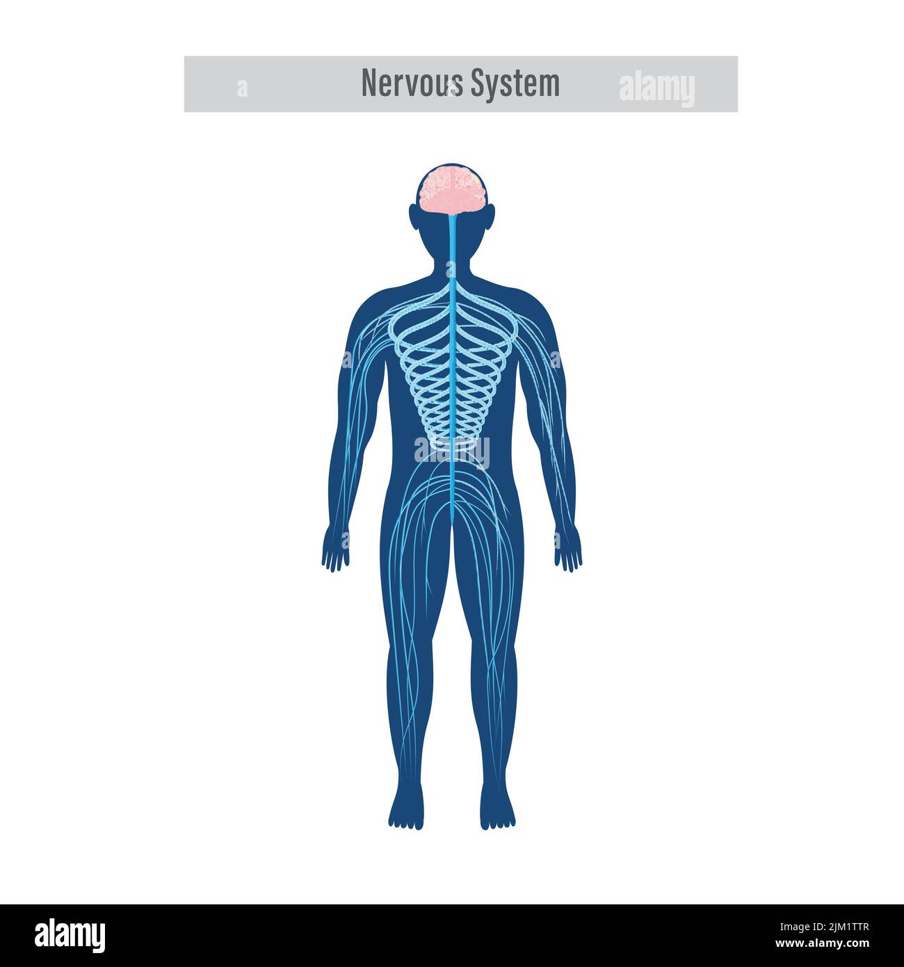 Schéma ou anatomie du système nerveux sur fond blanc. Illustration de Vecteur
