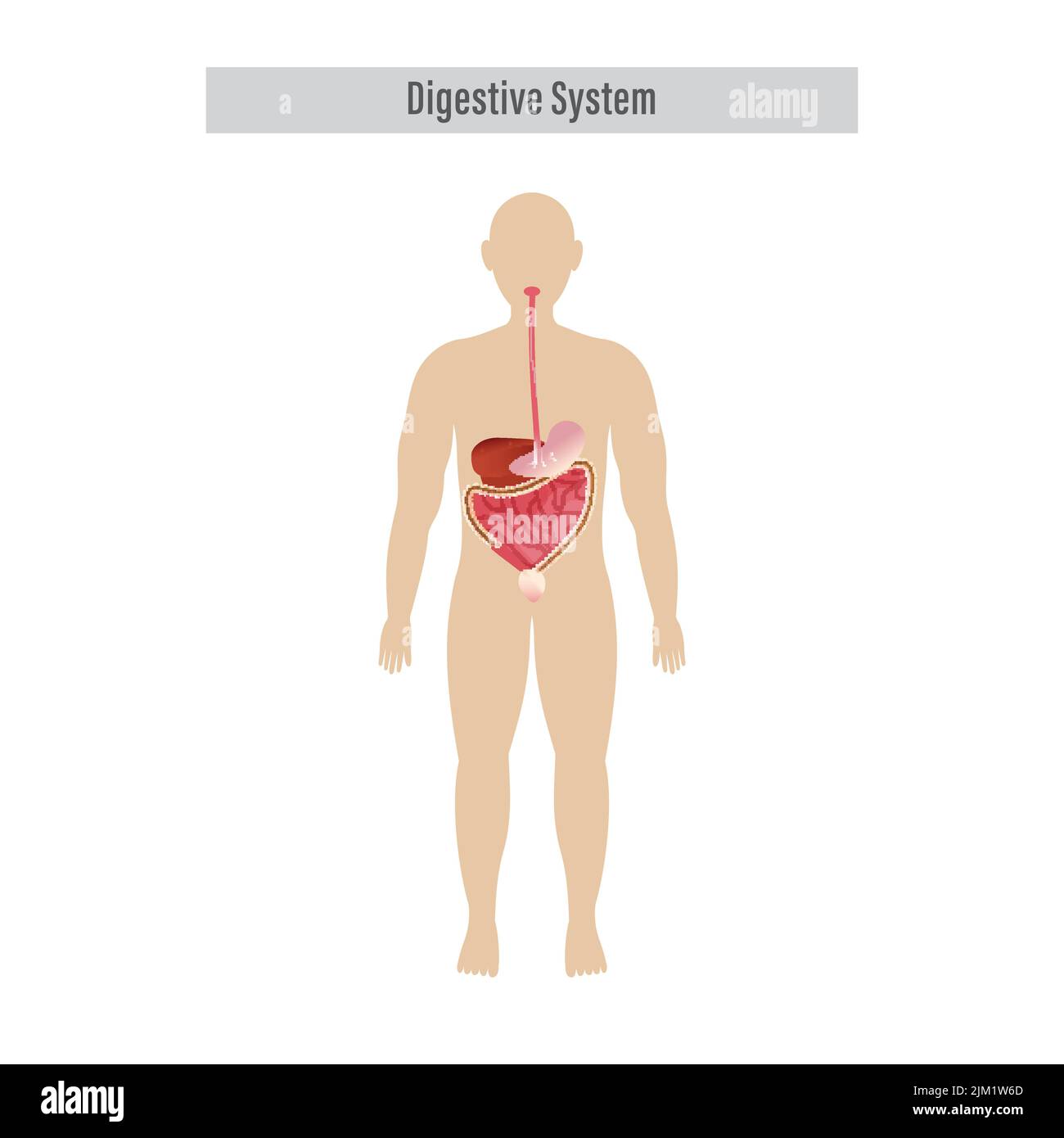 Anatomie des organes digestifs humains sur fond blanc. Illustration de Vecteur