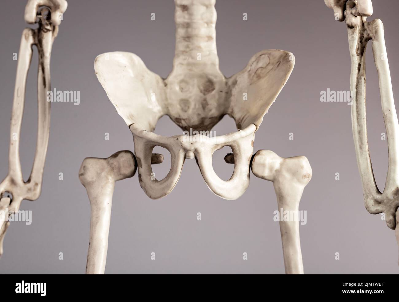 Squelette humain bassin. Anatomie du système squelettique, structure du corps, concept d'éducation médicale. Systèmes reproducteurs, urinaires ou digestifs. Photo de haute qualité Banque D'Images
