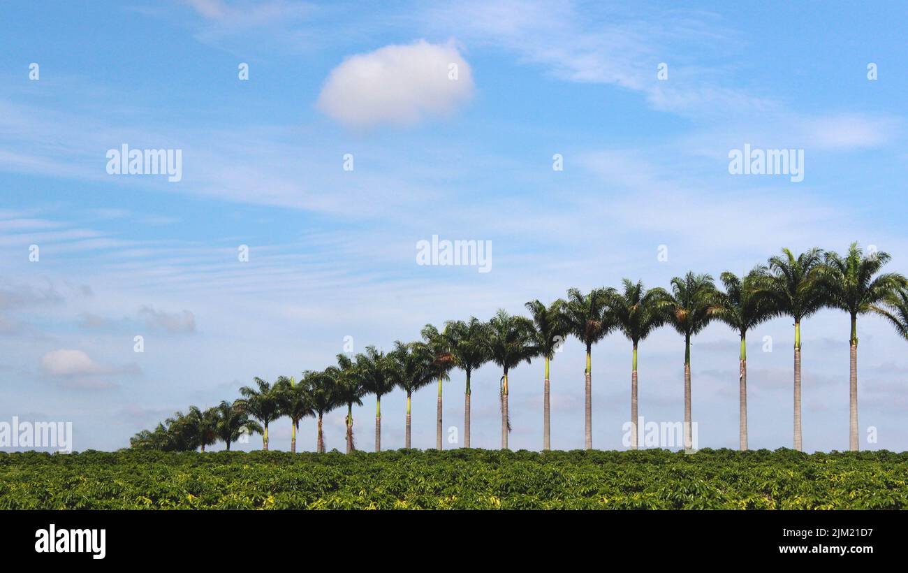 palmiers dans une rangée dans le ciel bleu Banque D'Images
