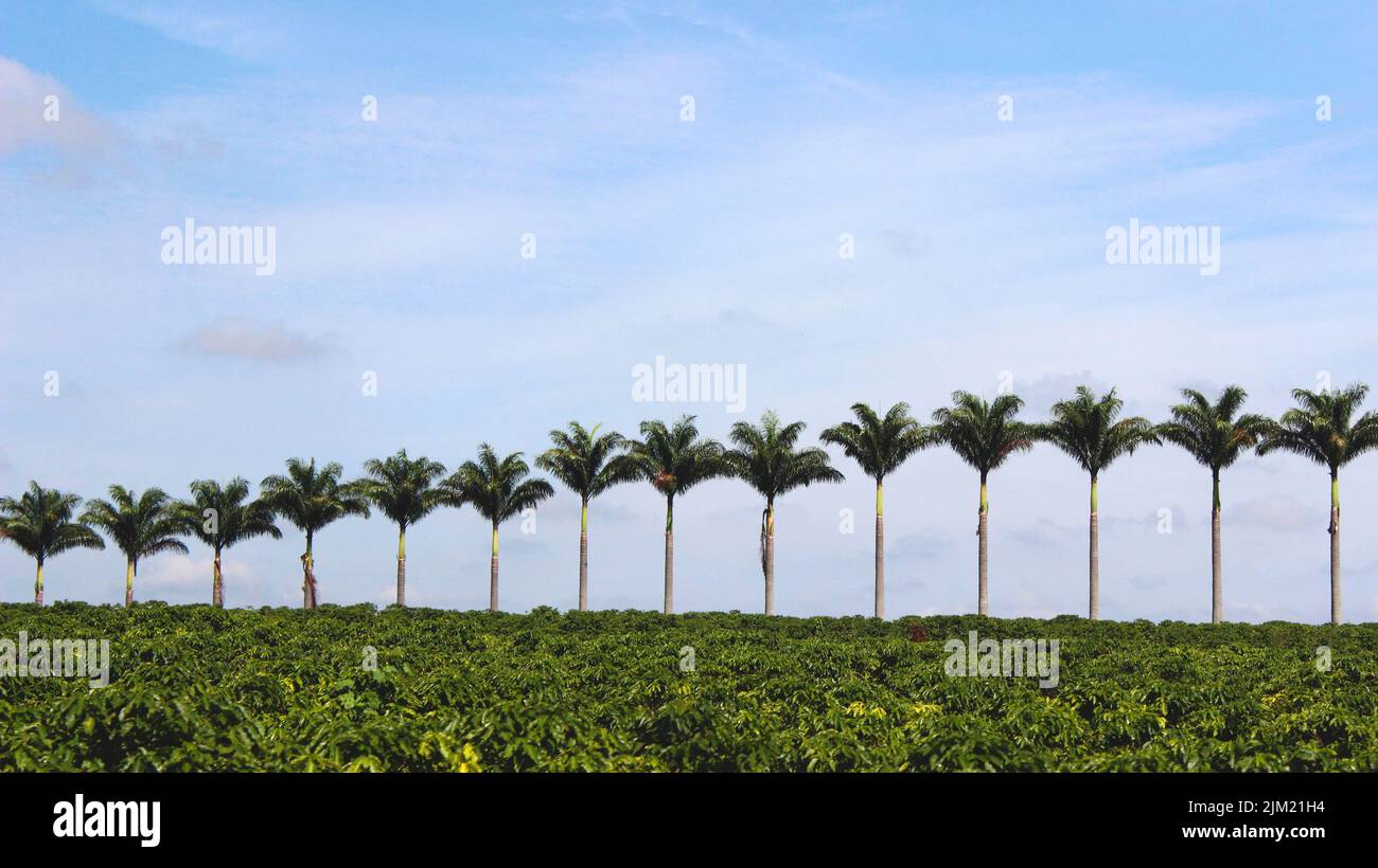 paysage de palmiers Banque D'Images