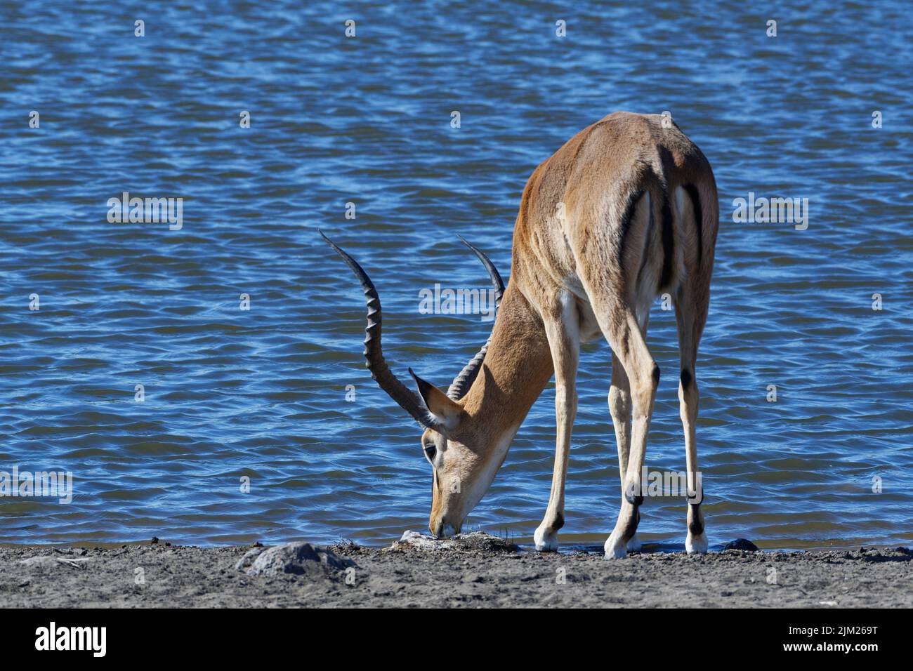 Impala à face noire (Aepyceros melampus petersi), homme adulte, boire au trou d'eau, Parc national d'Etosha, Namibie, Afrique Banque D'Images