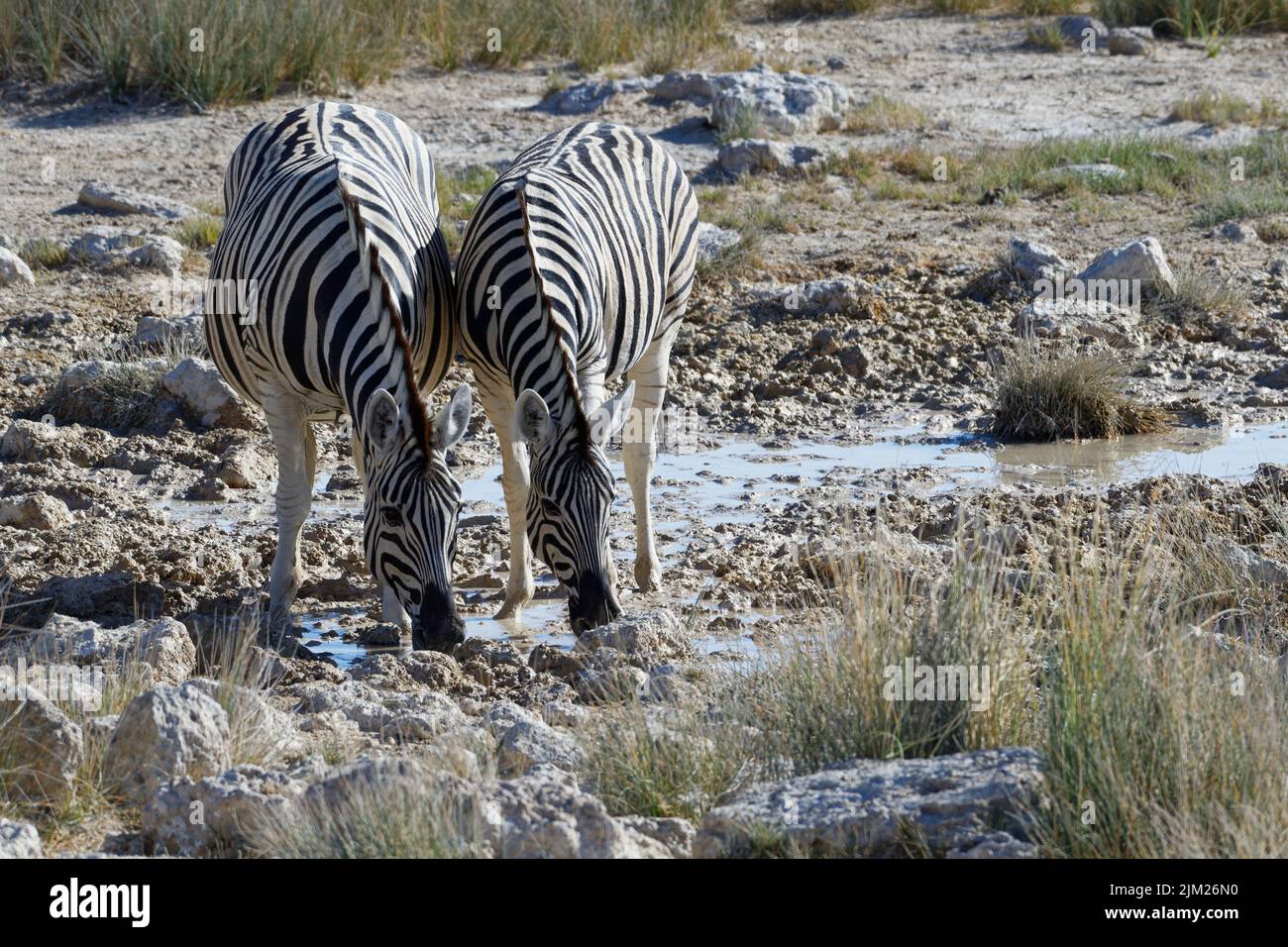 Zèbres de Burchell (Equus quagga burchellii), deux adultes côte à côte, buvant au trou d'eau, Parc national d'Etosha, Namibie, Afrique Banque D'Images